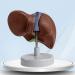 Realistic Anatomical Liver Model for Liver Study Lecture Shows Details of Lobes Ligaments Gallbladder Base Support Liver Model - Buy Online on GoSupps.com