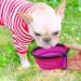 Slson 2 Pack Foldable Travel Dog Bowl - Safe & Portable Pet Bowl with Carabiners | Perfect for Cats & Dogs - 350ml - Purple & Green - Buy Online on GoSupps.com