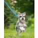 Taglory Dog Leash for Medium to Large Dogs - Reflective Padded Handle Supports 10-75 kg 1.8m x 2.5cm Himmel Blue - Ideal for International Shipping - Buy Online on GoSupps.com