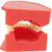 Lmeil Silicone Tooth Development Model for Children | Milk Teeth & Deformality Education Tool - Buy Online on GoSupps.com