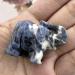 Buy Sodalite Elephant Statue - Healing Gemstone Figures & Crystal Decor - International Shipping - Buy Online on GoSupps.com