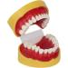 Teaching Dental Model for Children | Adult Standard Mouthwash Model & Accessories | Ideal for Dentistry Students & Patients | Unterric - Buy Online on GoSupps.com