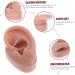 Silicone Human Ear Model for Massage, Piercing, and Simulation | Ear Display Body Kit | Healeved 6.5x3.5cm - Buy Online on GoSupps.com