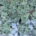 for 300-400g Natural Green Ghost Quartz Crystal Cluster Crystals raw Gem Specimen for Home&Office Decoration fengshui - Buy Online on GoSupps.com