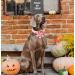 Adjustable Dog Collar with Removable Flower | Halloween Pink Pumpkin Hedgehog Design - XS Size - Buy Online on GoSupps.com