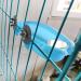 Bonaweite Bird Bath Box - Multi-Function Parrot Bathing Tub for Small Birds | Birdcage Accessory for Canary, Budgerigar, Cockatiel, Lovebird | Budgies Mirror Included - Buy Online on GoSupps.com