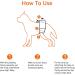 Amazon Basics Male Dog Diapers - Disposable Large 30-Pack White | Buy Online for International Shipping - Buy Online on GoSupps.com