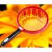  LOSCHEN 2.5x Handheld Reading Magnifier 130MM Large Magnifying Lens with Non-Slip Soft Handle Magnifying Glass Ideal for Reading/Exploring/Inspection/Maps/Hobbies and Crafts- For Kids/Adults/Elderly - Buy Online on GoSupps.com