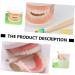 Minkissy Educational Tooth Model Set for Kids | Early Dental Hygiene Teaching Toy | Reusable ABS Prosthesis & Dentures Model - Buy Online on GoSupps.com
