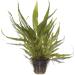 Buy Tropica Microsorum Pteropus Java Fern - Healthy Aquatic Plants for Your Aquarium | Pot No. 008 - International Shipping Available - Buy Online on GoSupps.com