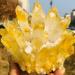 Yellow Tibetan Quartz Crystal Cluster Specimen (Size : 500-550g) - Buy Online on GoSupps.com
