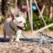 FOVERN1 360 Swivel Dog Tie Out Stake | Heavy Duty Rust Proof Dog Anchor | Cat Tether Holds 1000Lbs | Yard Camping Outdoor | Silver - Buy Online on GoSupps.com