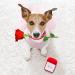 Luxury Dog Wedding Dress - Stylish Pink Puppy Skirt & Evening Dresser for Small Dogs | Perfect Summer Bowknot Outfit for Little Girls - Buy Online on GoSupps.com