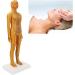 20.9-Inch Female Acupuncture Training Puppet Model - Clear Anatomical Acupuncture Points for Effective Learning - Buy Online on GoSupps.com