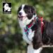 Winhyepet True Love No-Pull Dog Harness | Adjustable Outdoor Vest for Small & Medium Dogs | Reflective Nylon Amoufs Blue Camouflage (TLH5653) - Buy Online on GoSupps.com