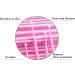 Fenshine 100pcs Pink Disposable Micro Applicator Brushes for Eyelash Extension | Micro Make Up Mascara Brushes - Buy Online on GoSupps.com