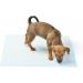 Wave Disposable Underpads 23'' X 36'' (30 Count) Incontinence Pads 68g Each Chux Bed Covers Puppy Training | Super Absorbent Protection for Kids Adults Elderly | Liquid Urine Made in The USA 23" x 36" ( 30 count ) - Buy Online on GoSupps.com