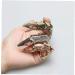 Bendable Joint Nail Ring - Gothic Punk Full Finger Armor Ring Jewelry | Silver Claw Design - Worldwide Shipping - Buy Online on GoSupps.com