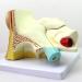 Educational Model Human Ear Model Outer Ear Middle Ear Inner Ear Otolaryngology Ear Structure Model Ear Structure - Buy Online on GoSupps.com