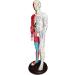 Acupuncture and Muscle Anatomical Male Model Pressure Point and Meridians Acupuncturists and Other Medical Professionals Training Teaching Education (60cm/23.6inch) - Buy Online on GoSupps.com