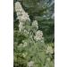 Generic Catnip Leaf 100% Natural Grown Herb Freshly Cut from Field 100g/3.5oz Bags Green - Buy Online on GoSupps.com