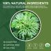 Organic Mugwort Tea Bags - Improve Sleep and Digestion - Caffeine Free - 30 Count - Buy Online on GoSupps.com