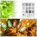 KADS Nail Art Stamping Plate - Plant Leaf Shape Pattern for Stunning Nail Designs | International Shipping Available - Buy Online on GoSupps.com
