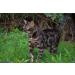 Beau's Bells Extra Loud Cat & Dog Bells - Handmade Copper Pet Tracker for Wildlife Safety - Buy Online on GoSupps.com