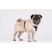 Chaba Guard Dog Harness for Medium-Sized Dogs - Anti-Pull & No-Choke Adjustable Step-In Harness - Comfortable & Lightweight Black Design - Buy Online on GoSupps.com