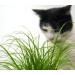 Buy Common Cat Grass (Cyperus alternifolius Zumula) - Premium Quality for Healthy Cats | International Shipping Available - Buy Online on GoSupps.com