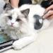 PAKEWAY Cat & Dog Brush - Versatile Pet Grooming Brush for All Fur Types (Short Medium Long) - Gray - Buy Online on GoSupps.com