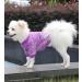 Shop Hualisiji Small Dog Sweater - Warm & Soft Knitting for Chihuahua - Elastic & Easy to Wear 2PCs (Pink & Purple) - Buy Online on GoSupps.com