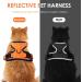 Breakproof Cat Leash Set & Adjustable Soft Kitten Vest - Reflective Stripes | Orange Small Dishes for Kittens - Buy Online on GoSupps.com