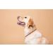 Amberpetcare Baltic Amber Chain for Dogs & Cats - Natural Tick Prevention Neck Band (1 Pack) - Buy Online on GoSupps.com