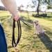 Company of Animals 10m Recall Line: Best Dog Training Equipment for Recall Training & Socialization - Ideal for Small, Medium & Large Dogs - Buy Online on GoSupps.com