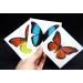 Large Butterfly Temporary Tattoos - Butterfly Utopia (6 Sheets) - Buy Online on GoSupps.com