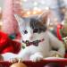 YUJUN 3Pack Christmas Cat Collars with Bow tie and Bell - Adjustable Plaid Snowflake Collar for Kittens - Breakaway Buckle Safety for Puppy - Buy Online on GoSupps.com