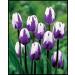 5x Tulip Bulbs Mixed Tulip Bulbs Cold Resistant Magical Plant Garden Flowers