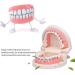 Dytah Orthodontic Demonstration Model - Teeth Study Model with Metal Arch Wire & Brackets for Effective Teaching - Buy Online on GoSupps.com