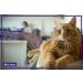 FELIWAY CLASSIC Diffuser Refill 3-Pack - Use with FELIWAY Cat Diffusers - Comforts Cats at Home & Helps Control Unwanted Urine Spraying Cat Scratching and Hiding (90 Day Supply FELIWAY Refill C238) - Buy Online on GoSupps.com
