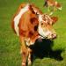 Fatiya 7 pack Grazing Copper Bells Metal Cow Bells for Dogs Animal Copper Loud Bronze Bell Small Brass Bell for Cow Horse Sheep Cats Small Pets Anti-Theft Accessories Two Colors - Buy Online on GoSupps.com