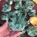 Gems for Decoration 260g Natural Crystal Green Ghost Crystal Cluster Aura Crystal - Buy Online on GoSupps.com