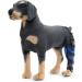Dog Right Rear Leg Hock Brace - Neoprene Material Prevents Injuries Provides Stability with Support Strip Reflective Strip for Dogs (S) - Buy Online on GoSupps.com