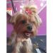 50 Pcs Assorted Dog Hair Bows with Elastic Rubber Bands Cute Patterns Hair Grooming Accessories for Small Dog Cat Puppy - Buy Online on GoSupps.com