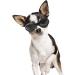 Petleso Stylish Dog Glasses - Waterproof UV Protection Sunglasses for Small & Medium Dogs - Buy Online on GoSupps.com