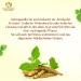 Maharishi Ayurveda Ashwagandha - Organic Indian Sleep Berry 60 Tablets - Vegan Lab Tested Quality - Buy Online on GoSupps.com