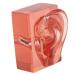 Ear Display Model Acrylic Clear Right Ear Model Transparent Red High Simulation for Observation
