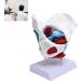 Teaching Pelvic Model Pelvis Model Durable Honest And Reliable Exquisite Craftsmanship for Home for Tearcher - Buy Online on GoSupps.com