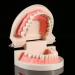 TYTOGE Standard Dental Model - PVC Teaching Tool for Kids | Dental Study & Instruction - Buy Online on GoSupps.com