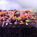 Sweets Indeed Halloween Sprinkles 6oz - Gluten-Free Cake & Cupcake Topper Mix - Toil & Trouble Sprinklefetti - Buy Online on GoSupps.com